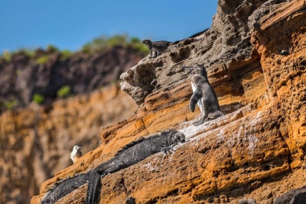 Marine iguana and penguin on a rock.