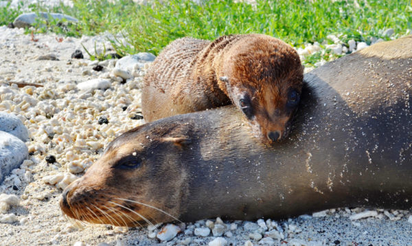 Galapagos sea lion mom and its pup.