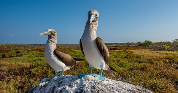 Blue-footed boobies endemic animals.