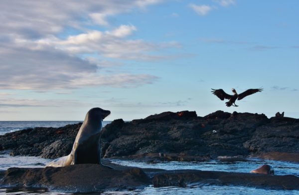 Animal species of the Galapagos Islands.
