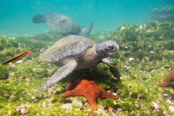 Galapagos sea turtle at the bottom of the ocean.