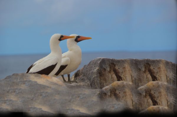 Galapagos islands BIG15 nazca boobies.