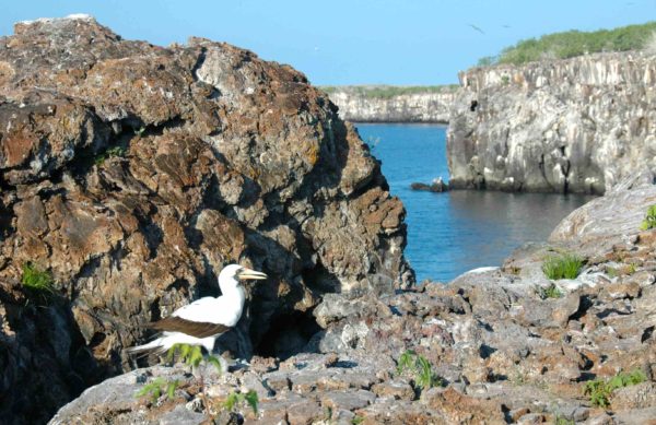 Genovesa Island.