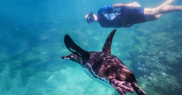 Snorkeling with penguins.