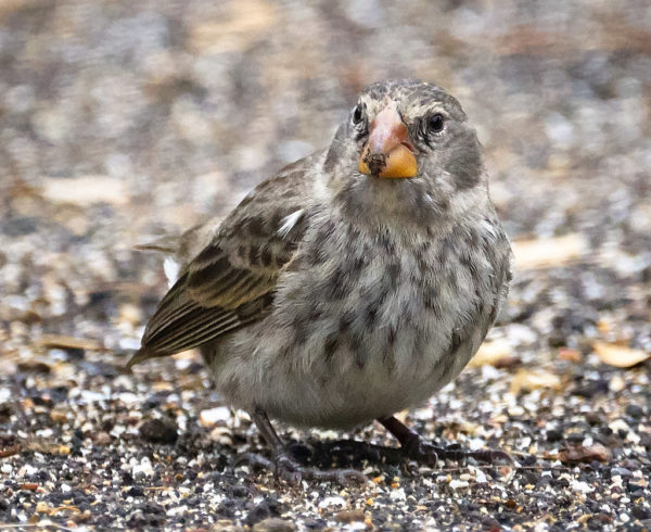 Galapagos finch.