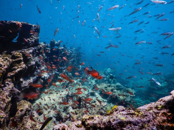 Different species of fish of the Galapagos Islands.