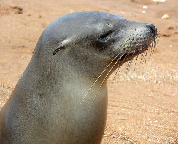Close up of a sea lion's head.