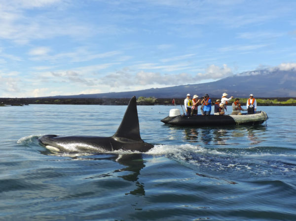 Orca near a panga ride in Galapagos.