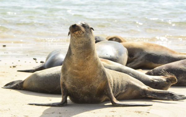 Group of sea lions near a shore.
