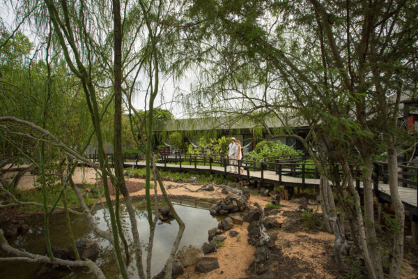 Buttonwood mangroves at Finch Bay Hotel.