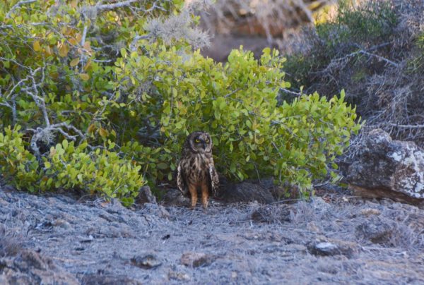 Short eared-owl standing next to a tree.