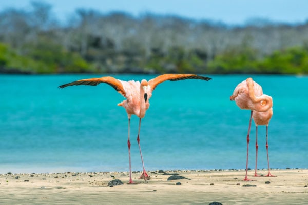American flamingos