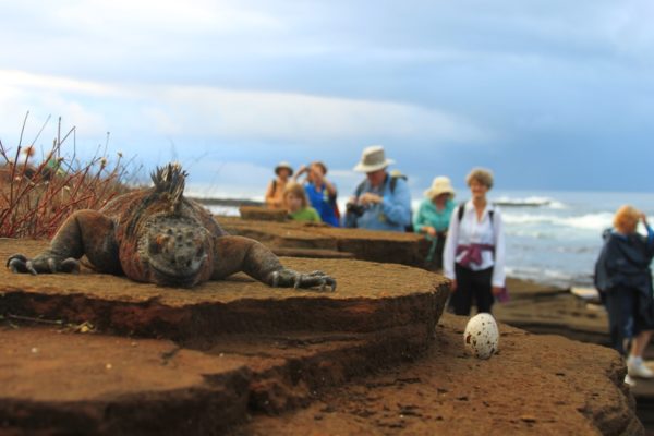 Marine iguana and its egg.