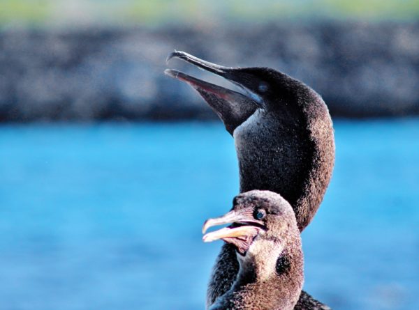 Galapagos flightless cormorants.