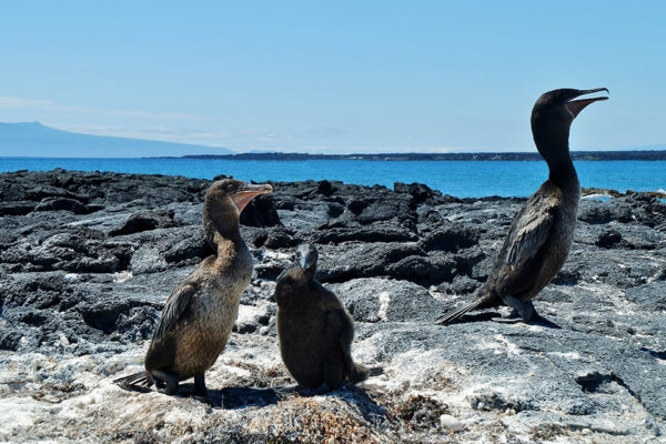 A couple of flightless cormorants with its chick in Galapagos.