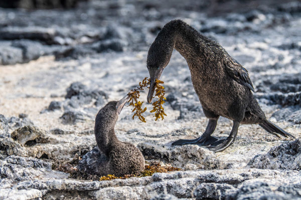 A couple of flightless cormorants nesting.