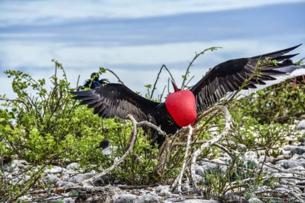 Galapagos frigatebird showing its gular sac.