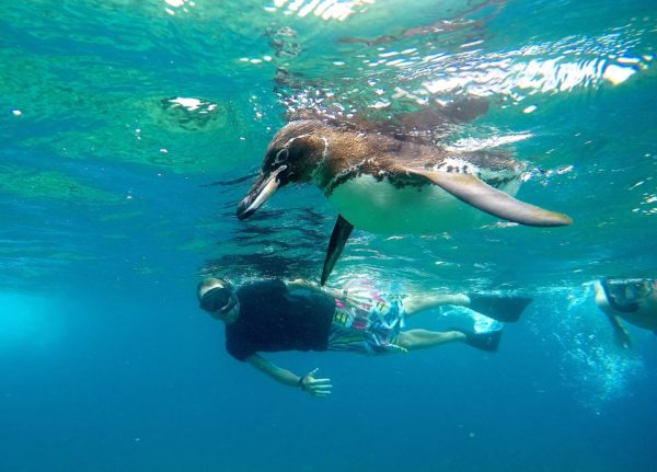 Snorkeling with penguins at Tagus Cove in the Galapagos Islands.