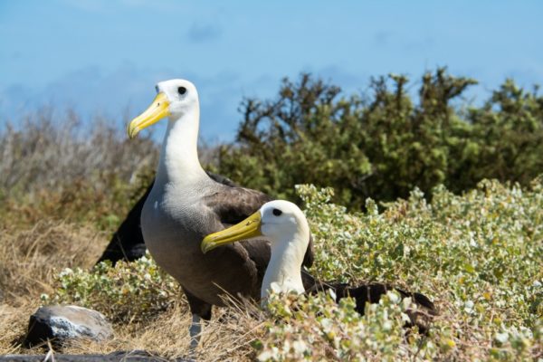 Galapagos albatrosses resting in the bushes.