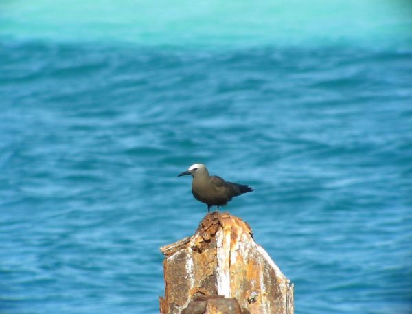 Brown noddy on a rock.