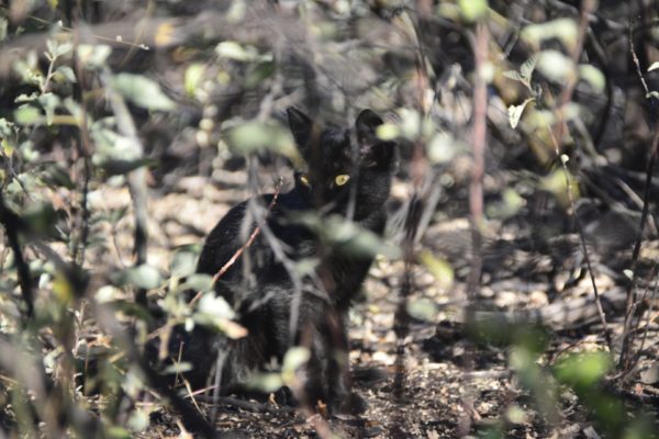 A wild cat found on Isabela Island.