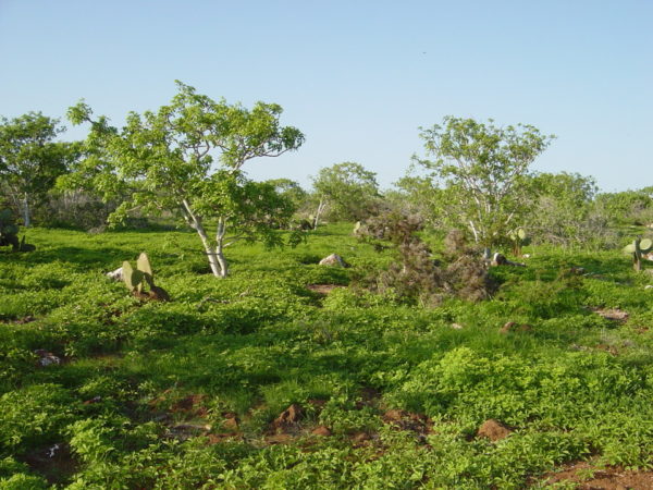 Galapagos vegetation during the hot season.