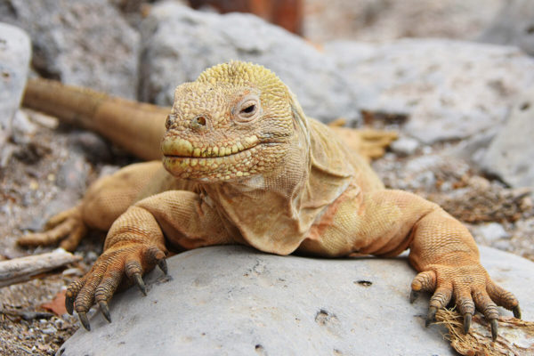 Santa Fe iguana found on Santa Fe Island.