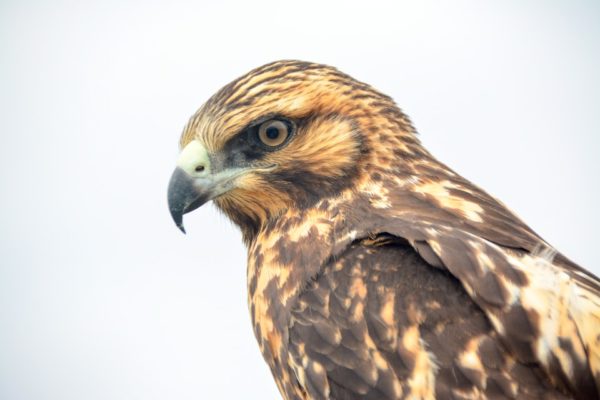 Endemic Galapagos hawk.