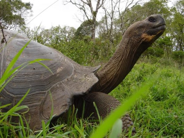 Galapagos giant tortoise in its natural habitat.