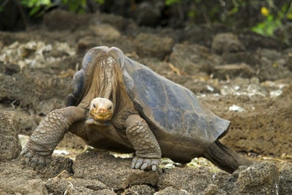 Lonesome George, the most famous Galapagos giant tortoise.