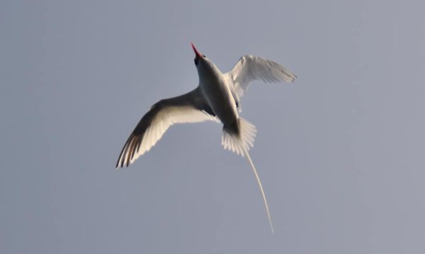 Red-billed tropic bird flying.