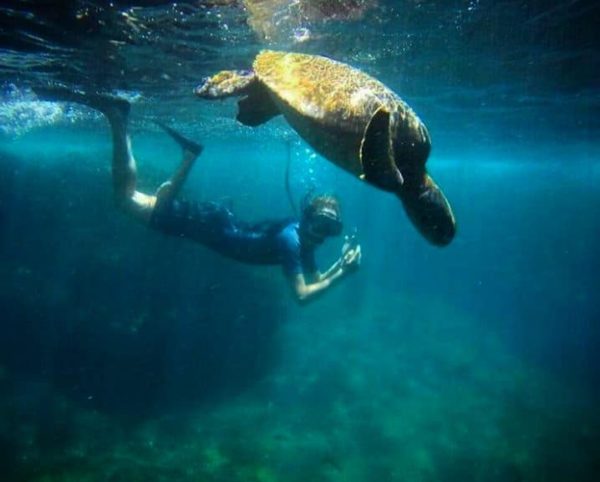 Snorkeling with sea turtles in Galapagos.
