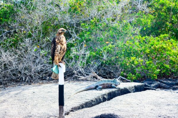 Galapagos hawk and marine iguana.