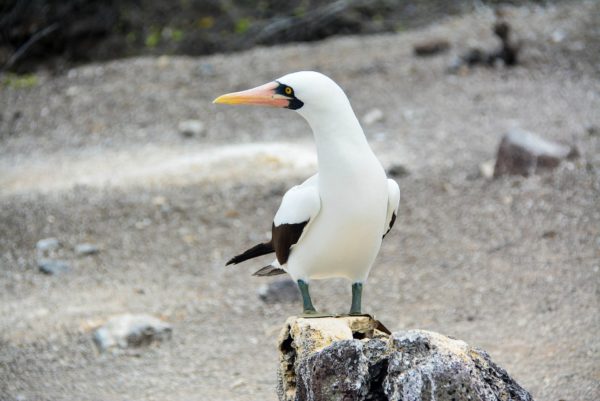 Nazca booby on Genovesa Island.