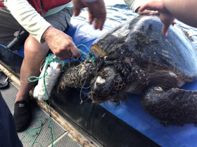 Santa Cruz's guests and guides rescuing a turtle.