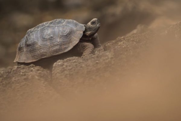 Newborn Galapagos tortoise.