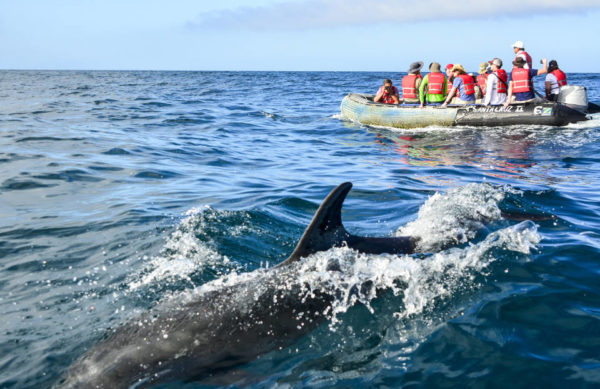 Dolphins encounter around Bartolome Island.