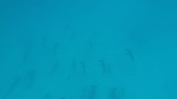 A big group of hammerhead sharks in Galapagos.