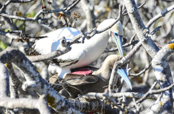 Red-footed boobies spotted on Genovesa Island.