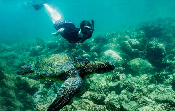 Snorkeling with marine turtles in the Galapagos Islands.