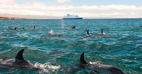 Dolphins Dolphins spotted in Galapagos.